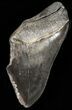 Partial, Serrated Megalodon Tooth - South Carolina #45946-1